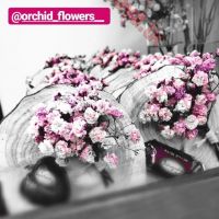 @orchid_flowers__